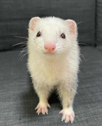 Kevin